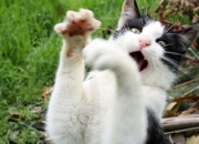 LOL赛事-数据核爆之夜，恩比德轰穿天花板，MVP争夺战再无悬念？