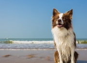 英雄联盟总决赛2025-当哈兰德在NBA总决赛接管比赛，跨界天才的降维打击