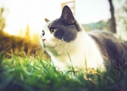 英雄联盟总决赛赛程-前有姆巴佩用速度拉开时代差距，后有尼日利亚以铁血终结卫冕冠军—年轻风暴正重塑足球秩序