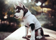 英雄联盟总决赛2025-两种收割，从拿破仑到托尼，在历史的铁蹄与绿茵的舞台上