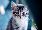 英雄联盟总决赛赛程-纪录之夜与关键胜利，布克轰出历史级数据，深圳队力克浙江锁定胜局