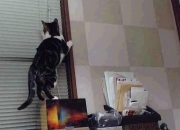 英雄联盟总决赛-当枫叶遇见向日葵，卡瓦哈尔一球定音，足球联结战火与和平