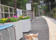 英雄联盟总决赛时间-棋手与棋子，阿拉巴的盲盒密码，如何导演雷恩爆冷乌拉圭