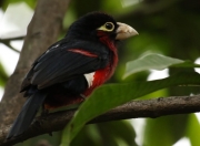 英雄联盟总决赛赛程-末节带走！广东队夏联爆冷马刺，西亚卡姆一攻一防定江山