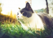 英雄联盟总决赛门票-错位时空的宿敌，当活塞五虎精神在西部决赛重生