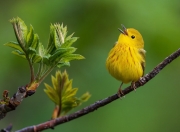 英雄联盟总决赛直播-审判官布伦森，他用沉默为足球生死簿划上终审判决