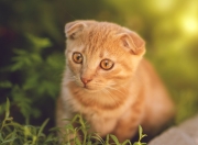 英雄联盟总决赛门票-纸灯笼防线，当阿克在抢七之夜徒手撕裂钢铁洪流