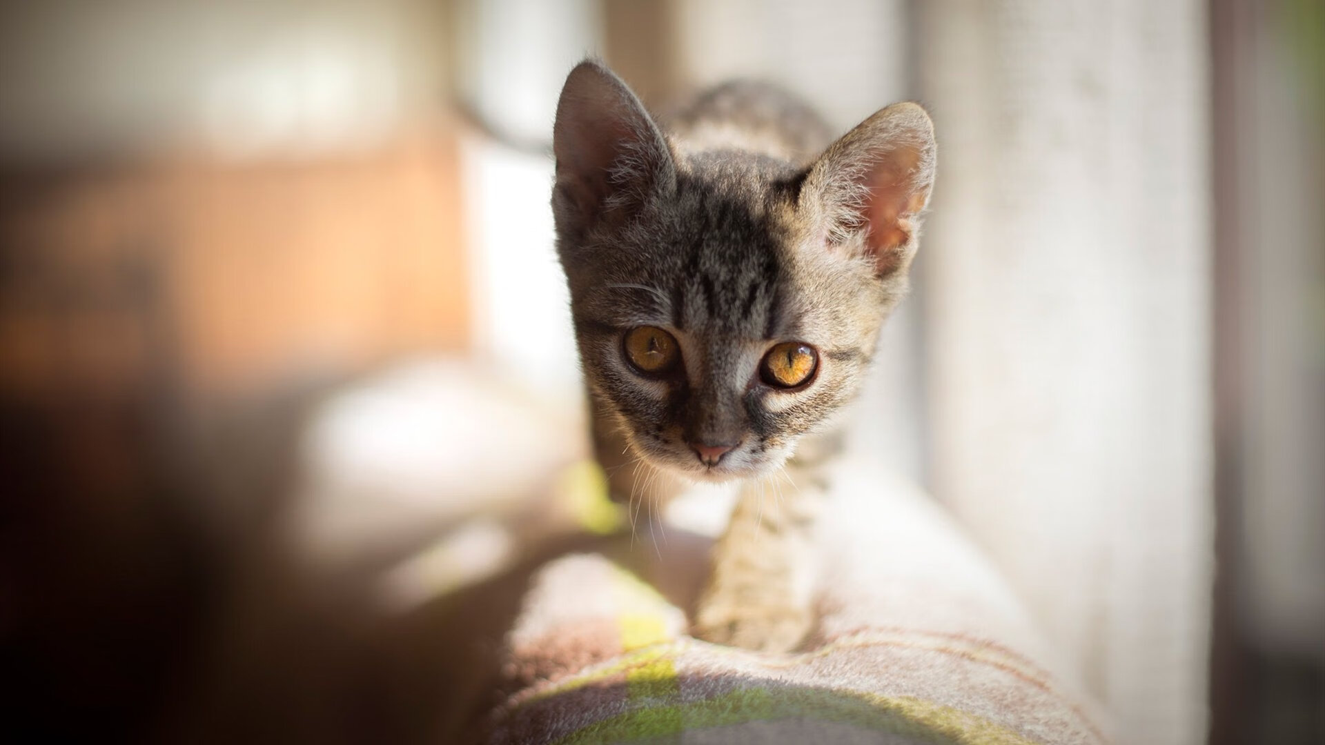 今夜属于阿尔及利亚，阿尔瓦雷斯一剑封喉，决胜局击沉黄色潜水艇