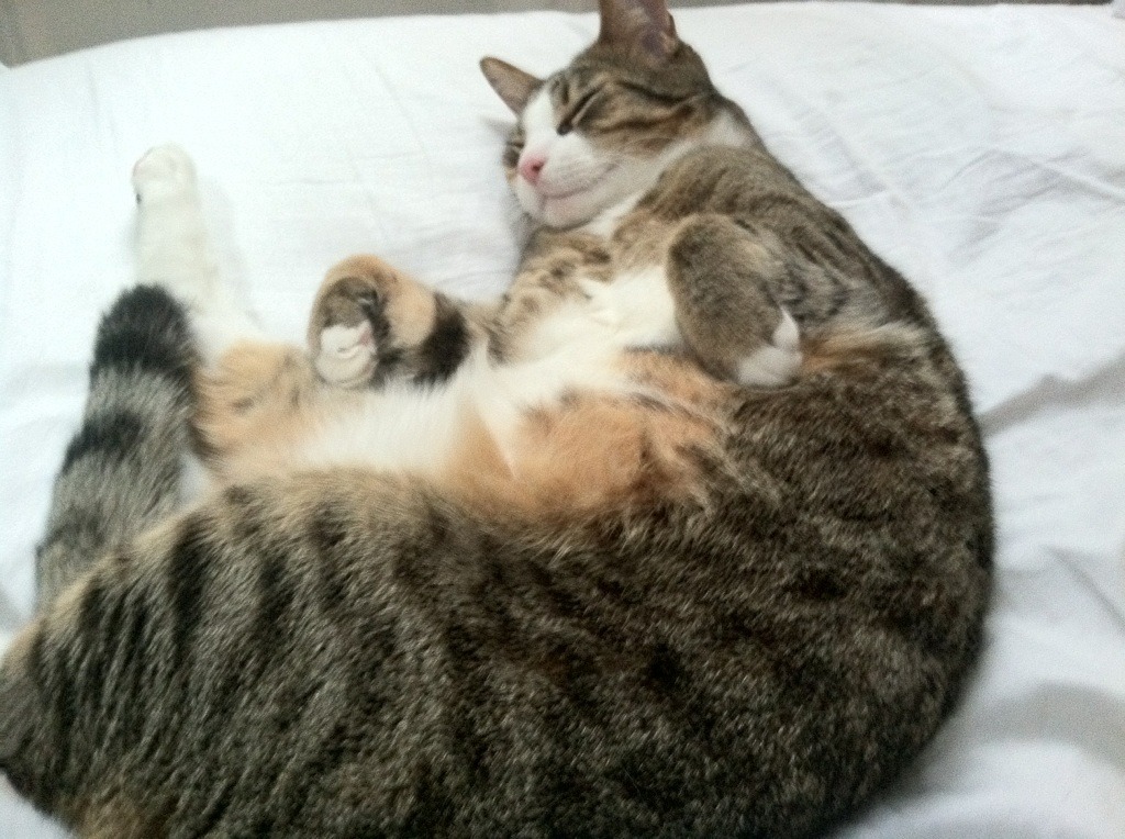 1.一球,一夜,一座里程碑,霍勒迪在2026世界杯的永恒瞬间