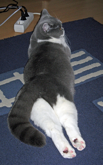 奇景!从诺坎普到威斯特法伦,苏亚雷斯绝境封神,德甲上演反常识统治