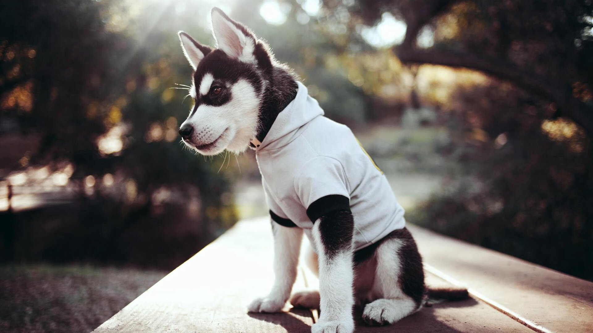 两种收割,从拿破仑到托尼,在历史的铁蹄与绿茵的舞台上