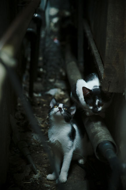 跨界时速,当库里在F1赛道上演压哨超车,国王击败鹈鹕的战术如何改写赛车史?