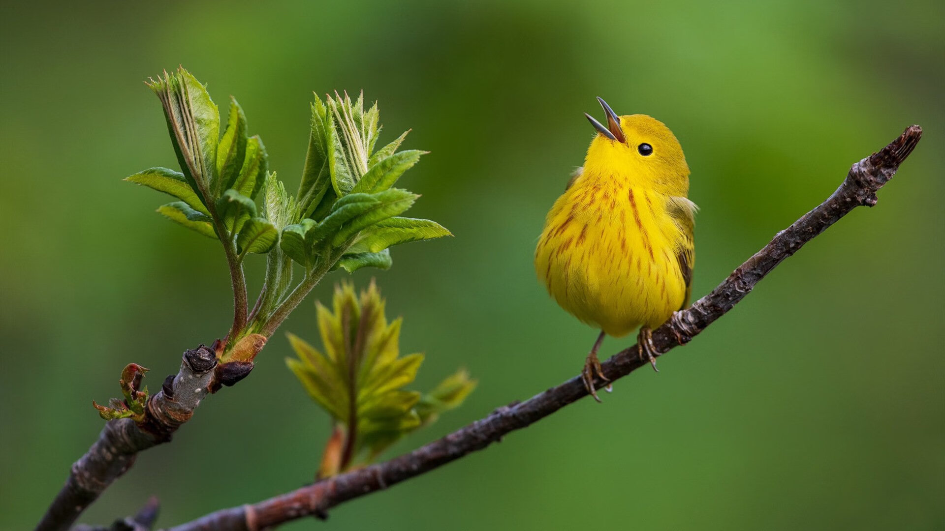 审判官布伦森,他用沉默为足球生死簿划上终审判决