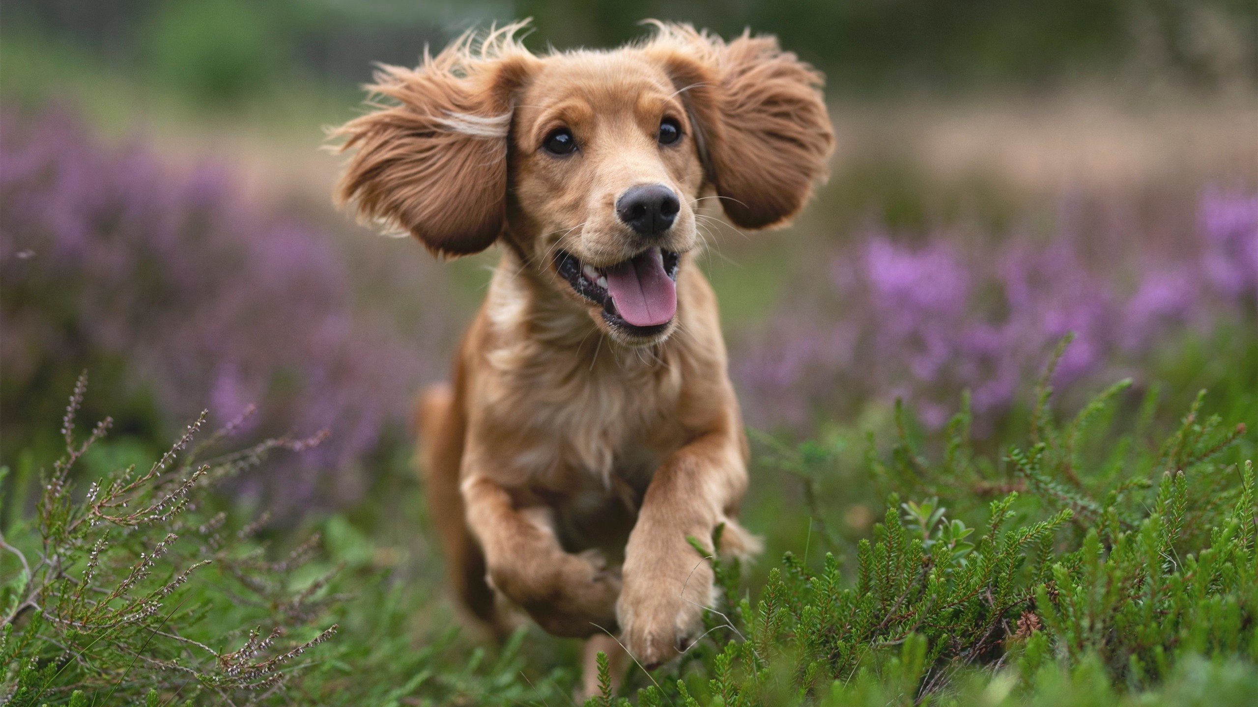 皇马烟花与蓝武士之泪,足球世界的平行叙事