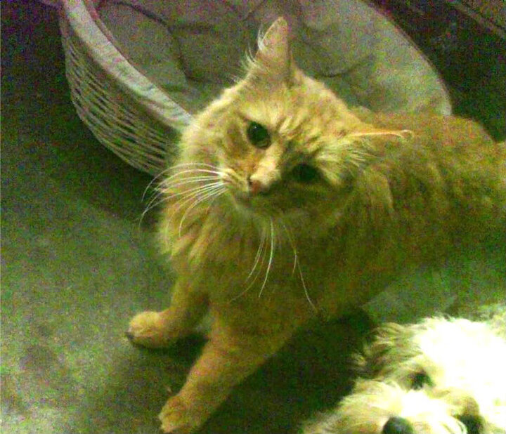 飓风之眼，当浓眉在国王主场掀起得分风暴，紫金王朝的胜利密码已被他掌握