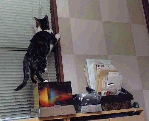 当突尼斯铁骑踏碎马拉多纳的黄昏，一场跨越时空的西决生死战