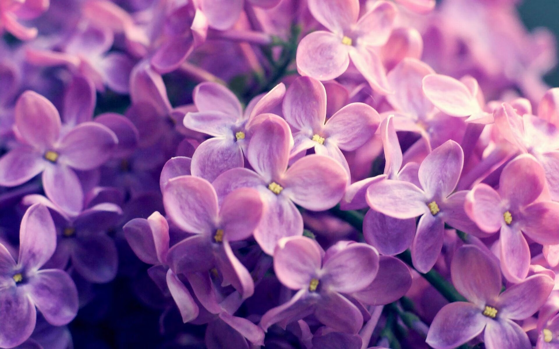 单节19分利剑出鞘!杰伦·格林一己之力撕碎雷霆,改写比赛全部剧本