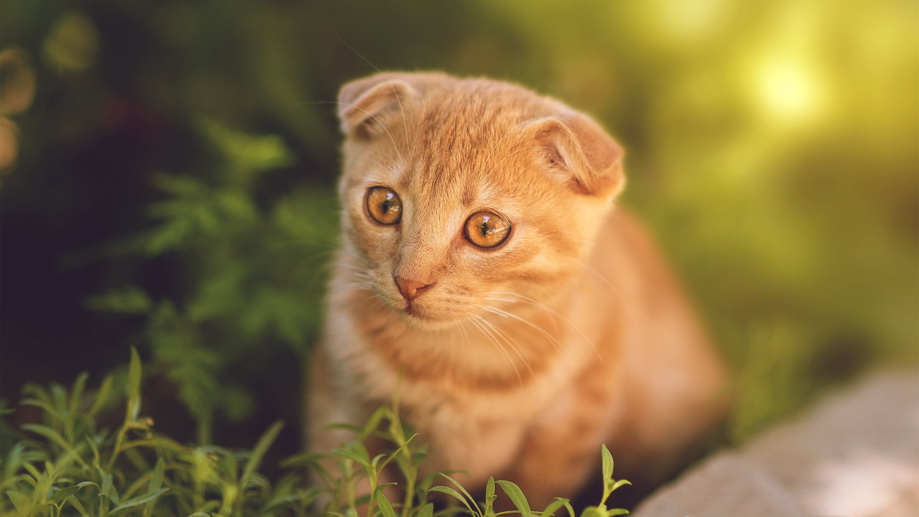 纸灯笼防线,当阿克在抢七之夜徒手撕裂钢铁洪流