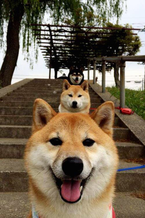 熊爪撕裂北境，灰熊主场击溃猛龙，布伦森持续杀伤引领胜局